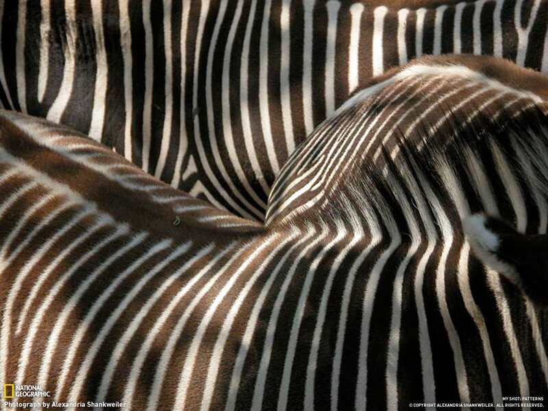zebras in close-up