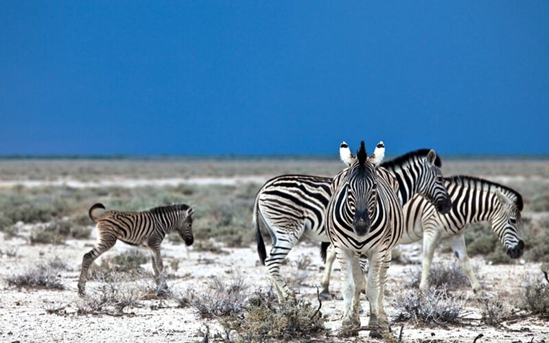 Zebras in Desert