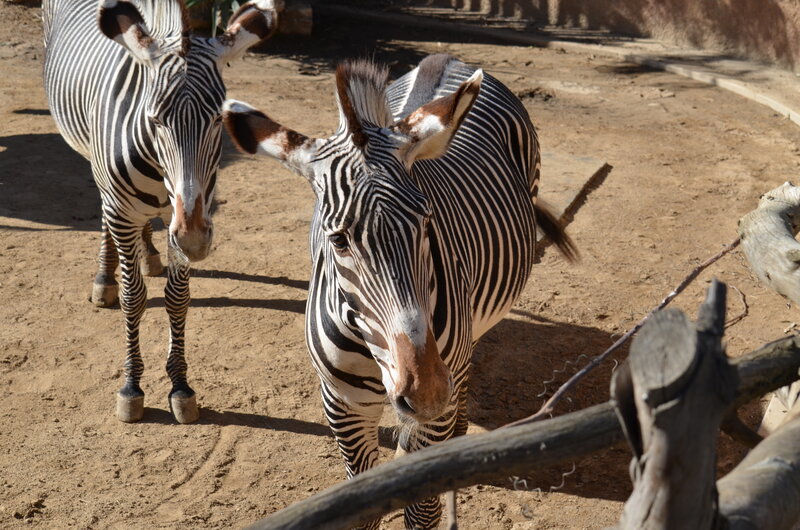 Zebras in Enclosure — Brown