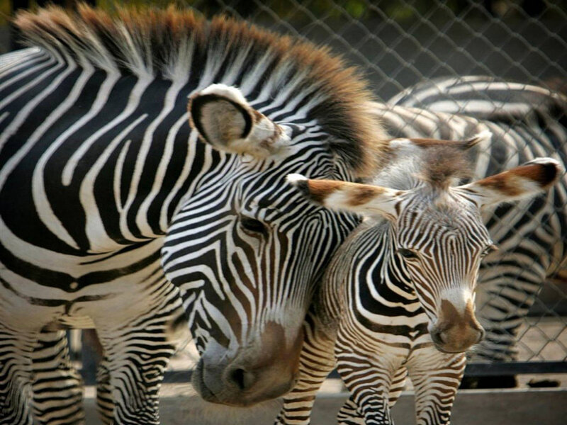 Zebras in Enclosure