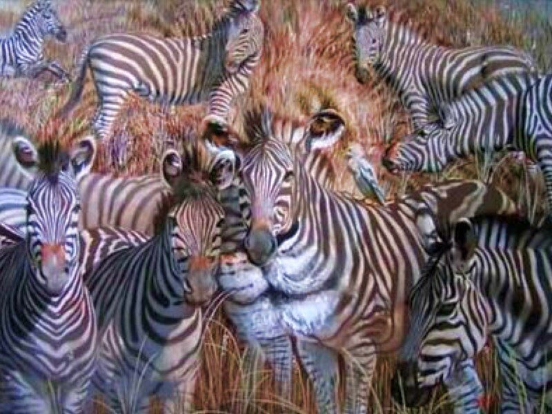 Zebras in Grass — Brown