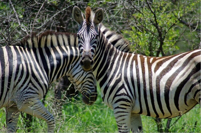 Zebras in Grass — Green