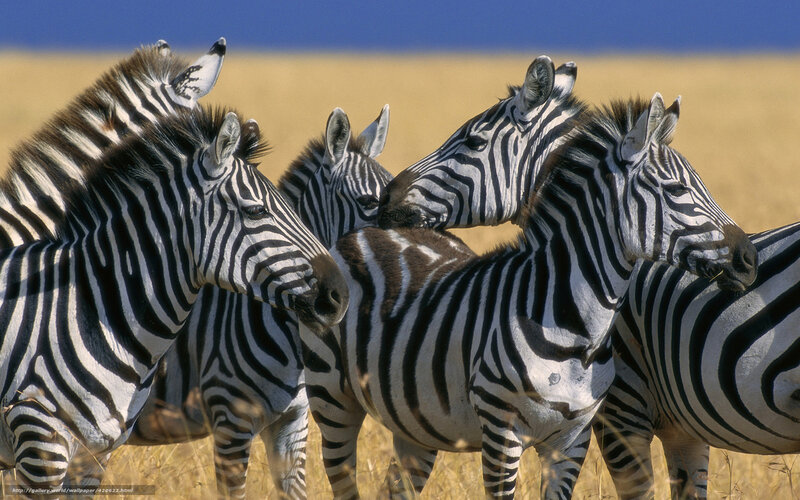 Zebras in Grassland — Black, Calm, Afternoon
