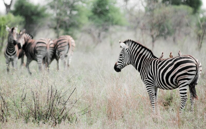 Zebras in Grassland — Black, Calm