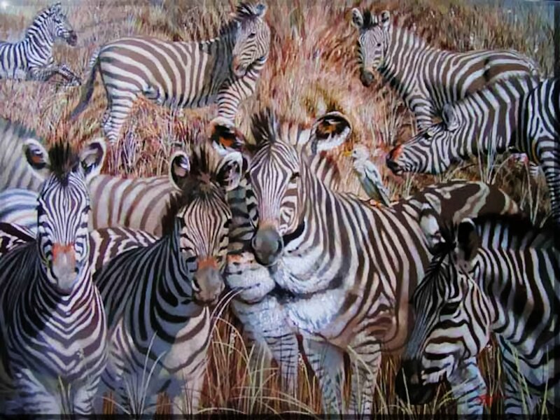Zebras in Grassland — Black, Natural