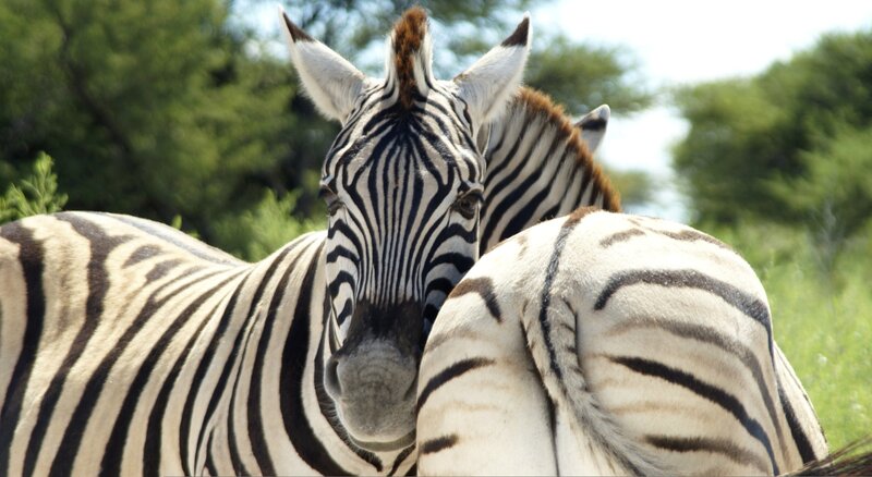 Zebras in Grassland — Black