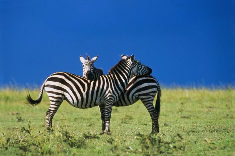 Zebras in Grassland — Blue, Serene