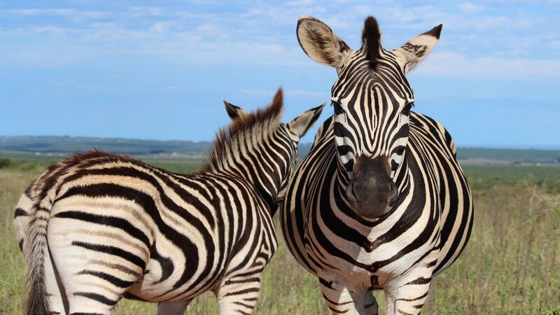 Zebras in Grassland — Blue