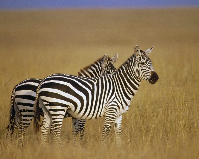 Zebras in Grassland — Brown, Calm, Afternoon, Photograph, Grass