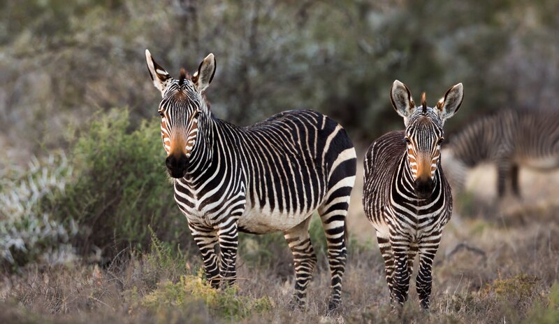 Zebras in Grassland — Brown, Calm