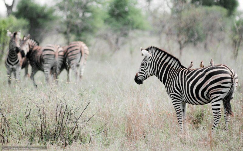 Zebras in Grassland — Green, Calm