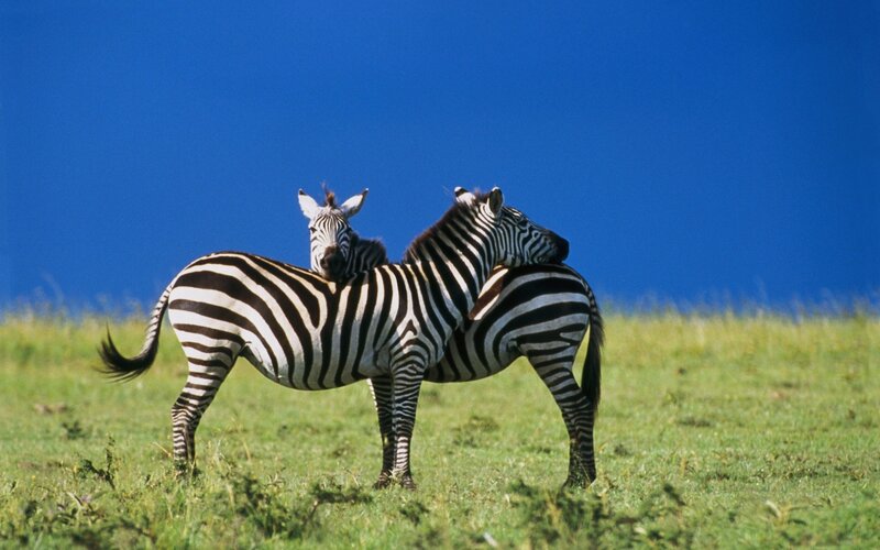 Zebras in Grassland — Green