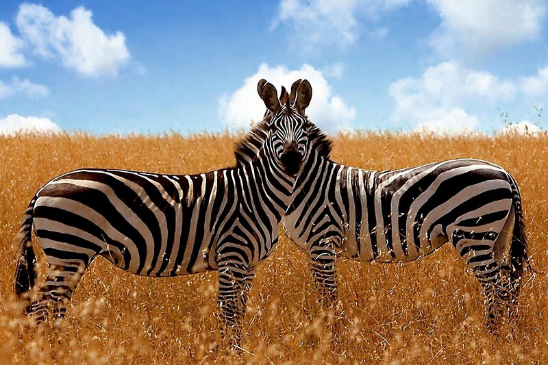 Zebras in Grassland