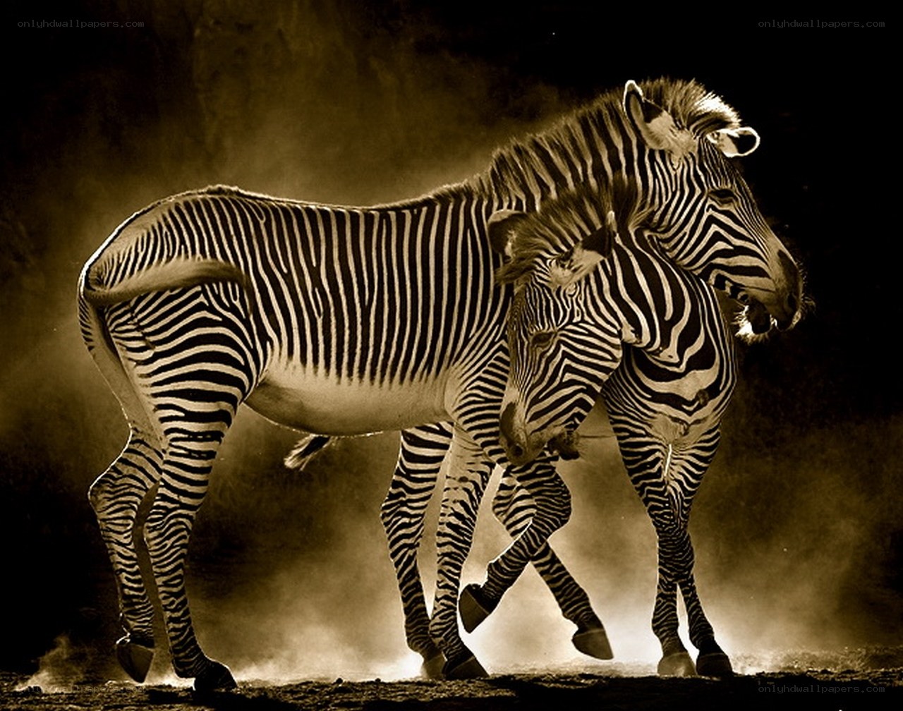 Zebras in motion at night