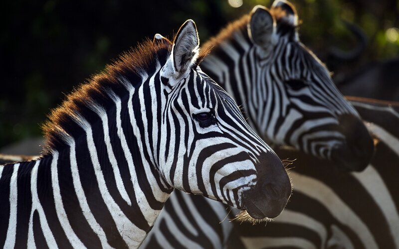 Zebras in Profile — Black