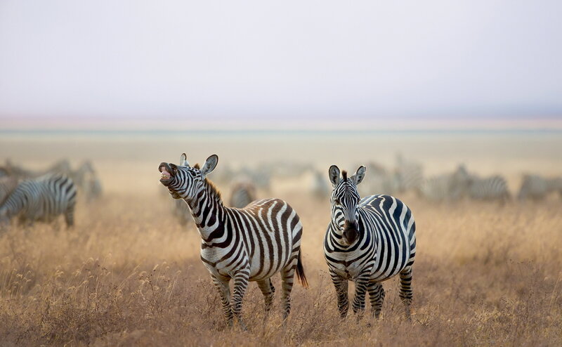 Zebras in Savanna — Brown, Calm