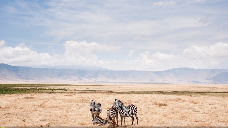 Zebras in Savanna — Brown, Serene