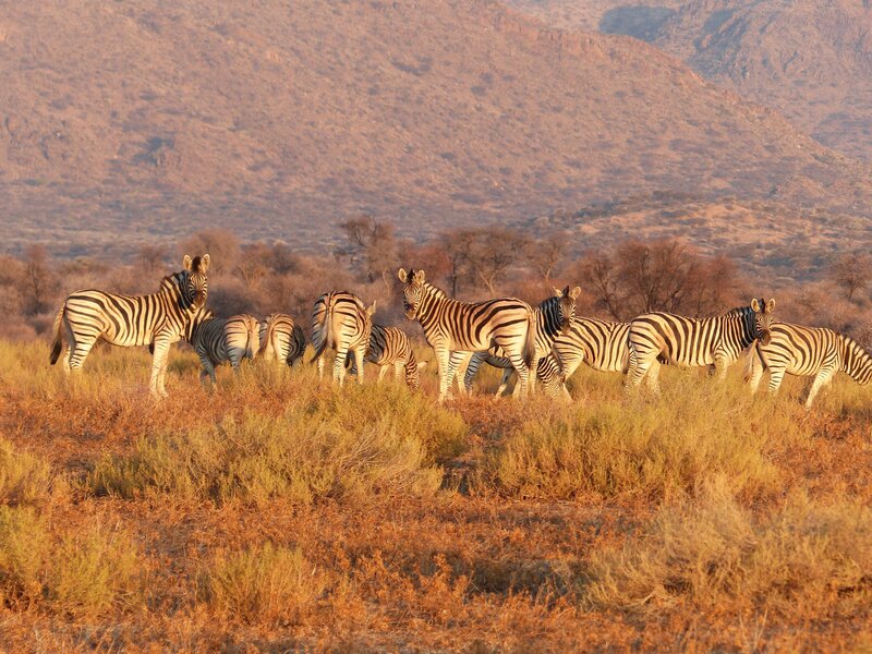 Zebras in Savanna — Brown