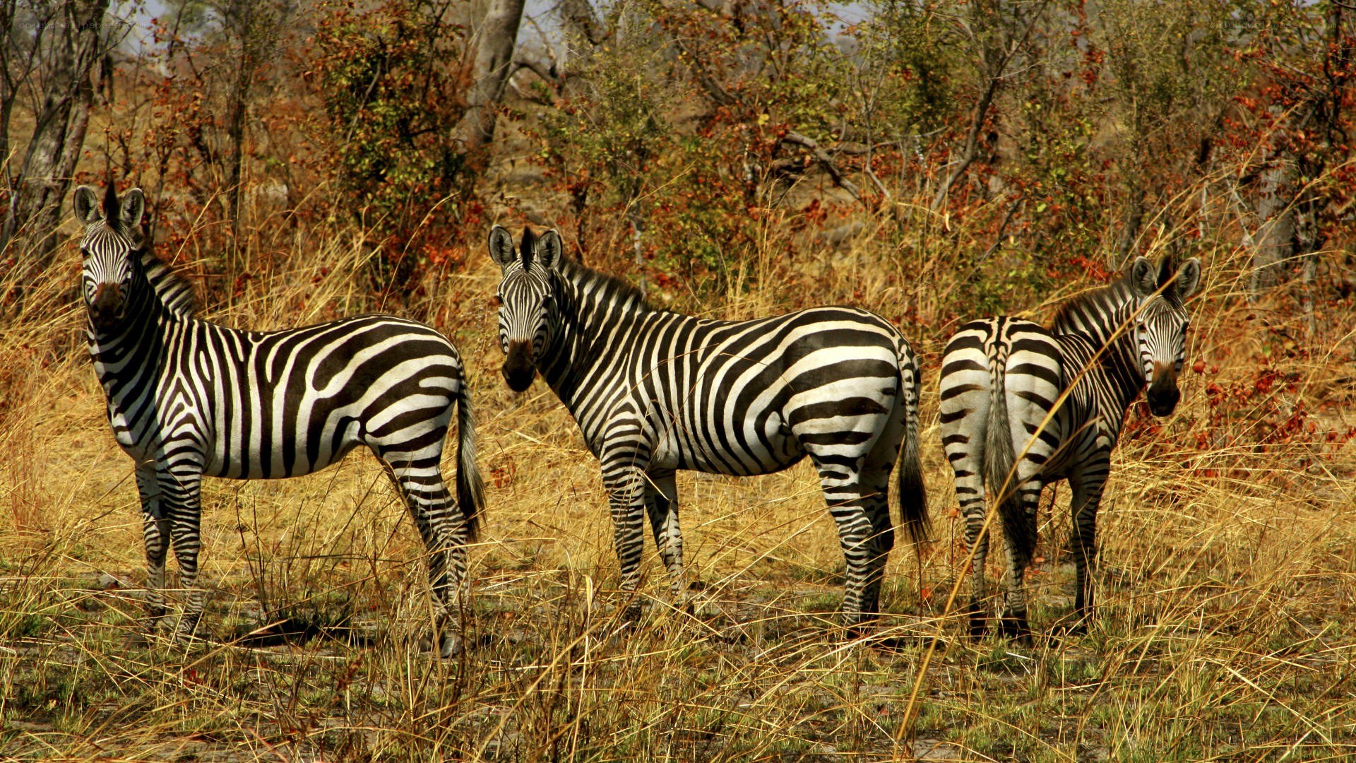 zebras in savanna grass