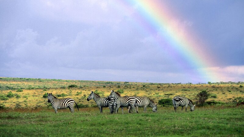 Zebras in Savanna — Green, Serene, Afternoon, Photograph, Rainbow