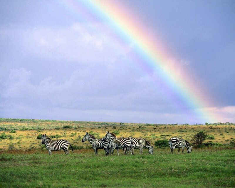 Zebras in Savanna — Green, Serene, Afternoon, Photograph