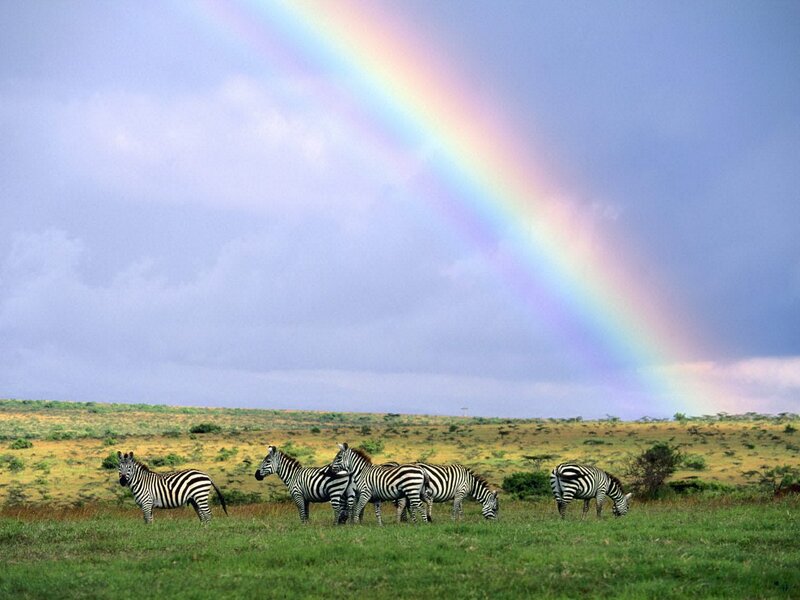 Zebras in Savanna — Green, Serene