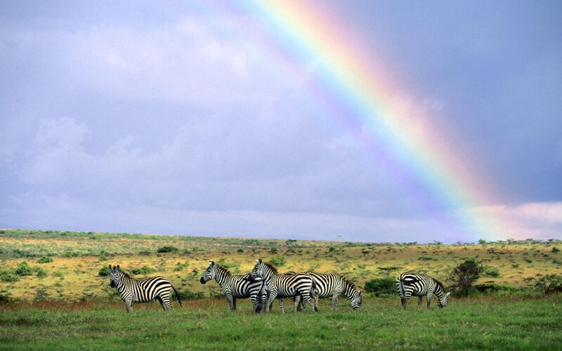 Zebras in Savanna — Green