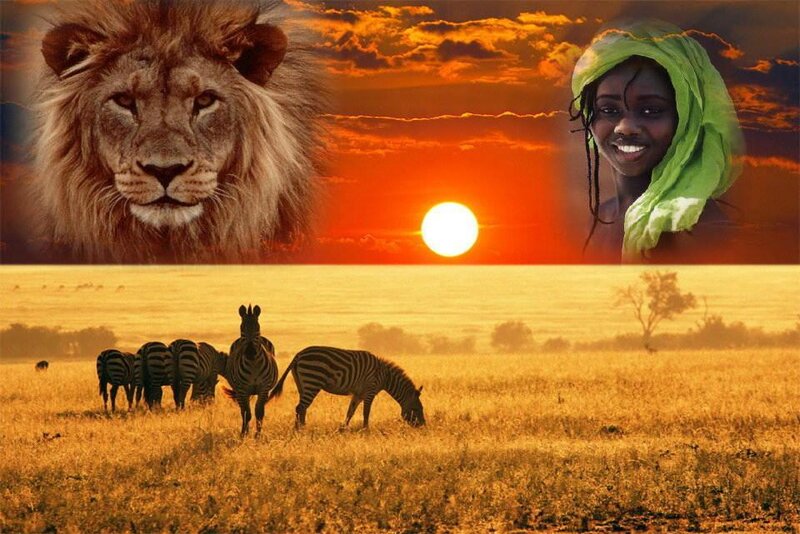 Zebras in Savanna — Orange, Dramatic, Sunset, Photograph, Lion