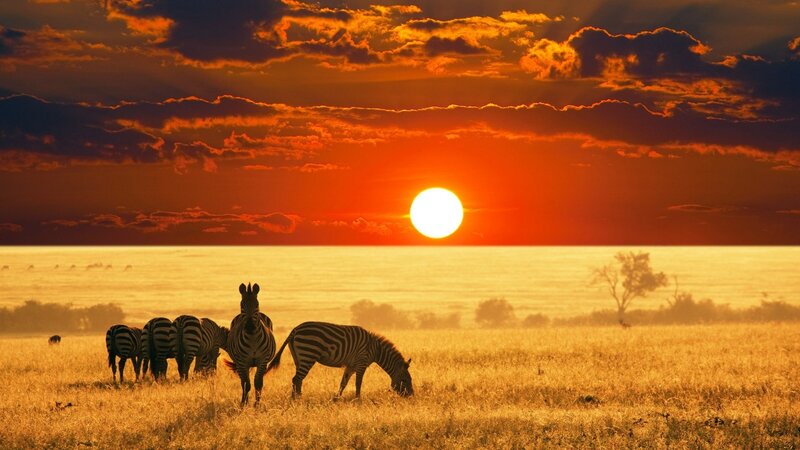 Zebras in Savanna — Orange, Dramatic, Sunset, Photograph, Sun, Clouds, Tree
