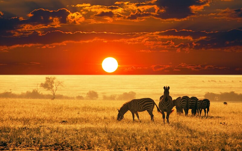 Zebras in Savanna — Orange, Dramatic, Sunset, Photograph, Sun, Sky, Grassland
