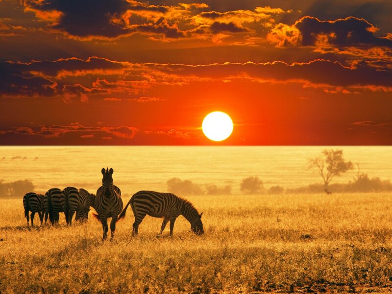 Zebras in Savanna — Orange, Dramatic, Sunset, Photograph, Sun, Sky