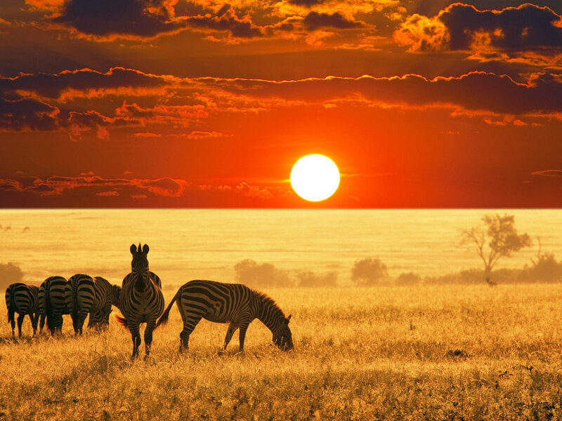 Zebras in Savanna — Orange, Dramatic, Sunset, Photograph, Sun