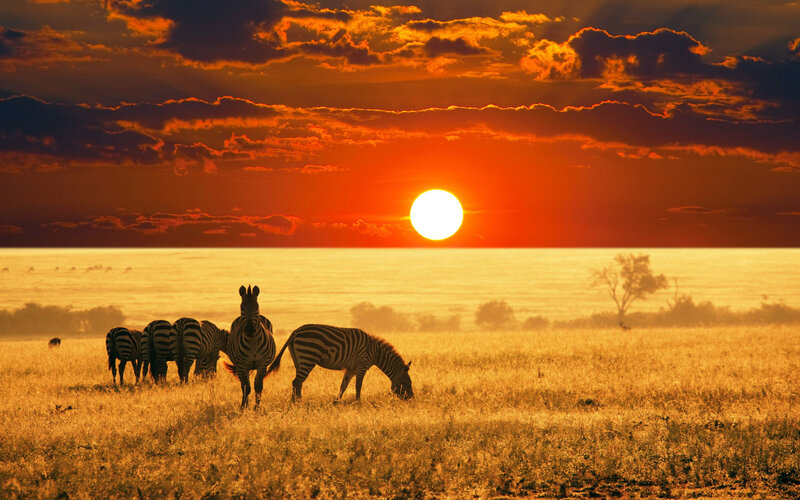 Zebras in Savanna — Orange, Dramatic, Sunset, Photograph