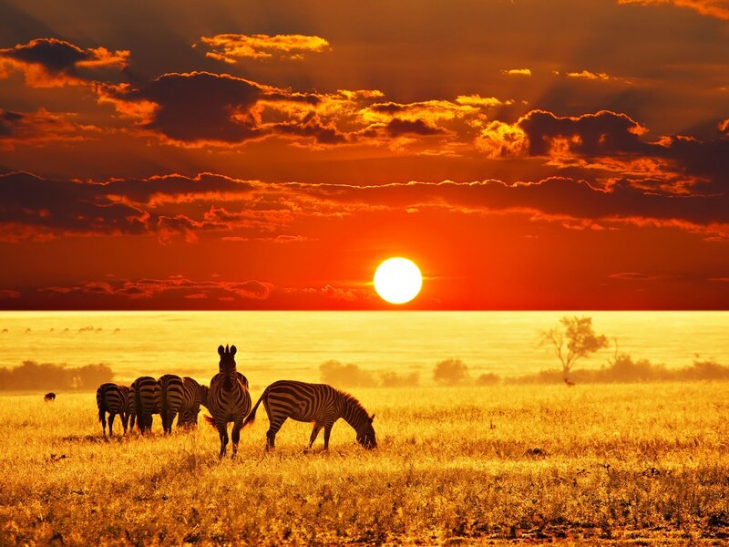 Zebras in Savanna — Orange, Dramatic, Sunset