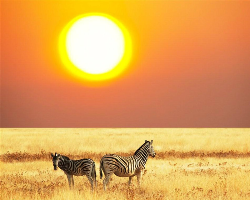 Zebras in Savanna — Orange, Serene