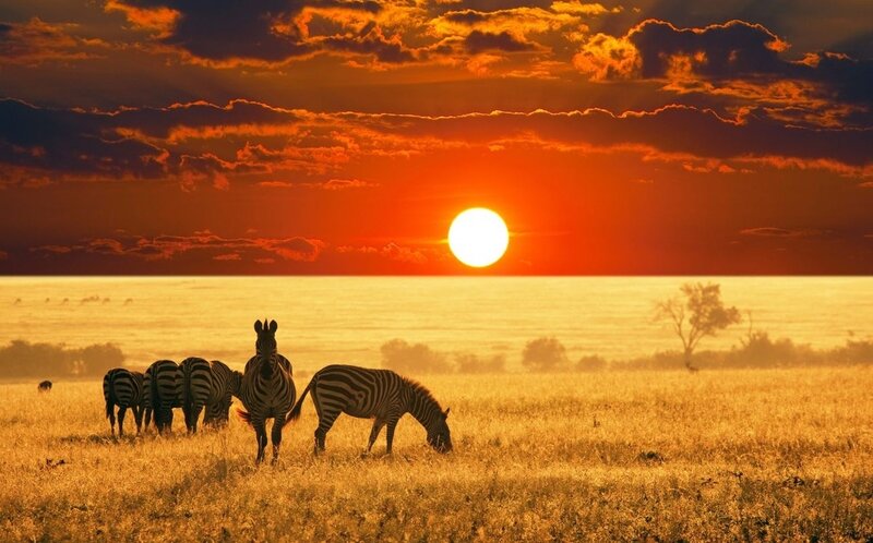 Zebras in Savanna — Orange