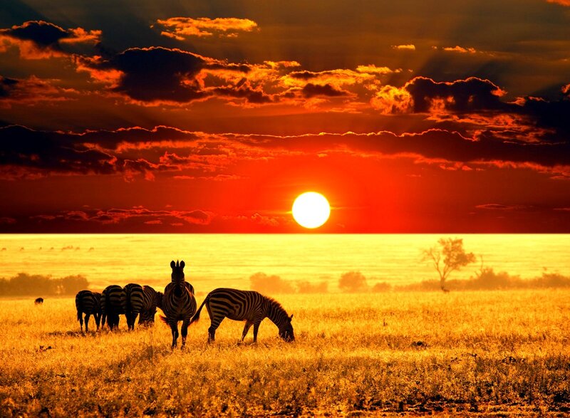 Zebras in Savanna