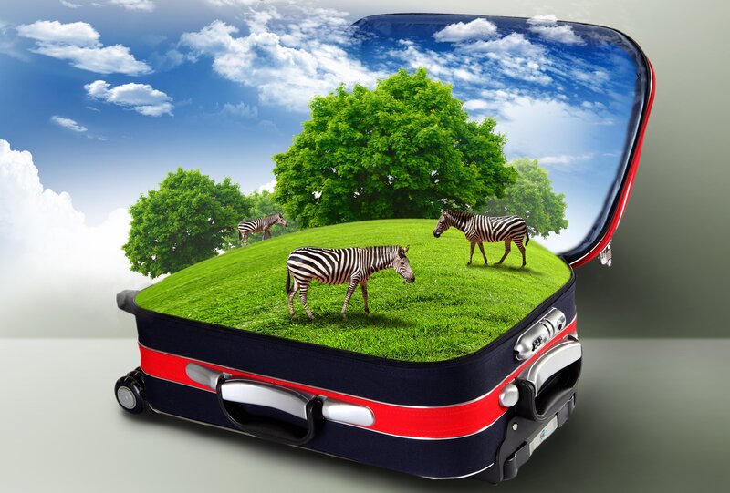 Zebras in Suitcase