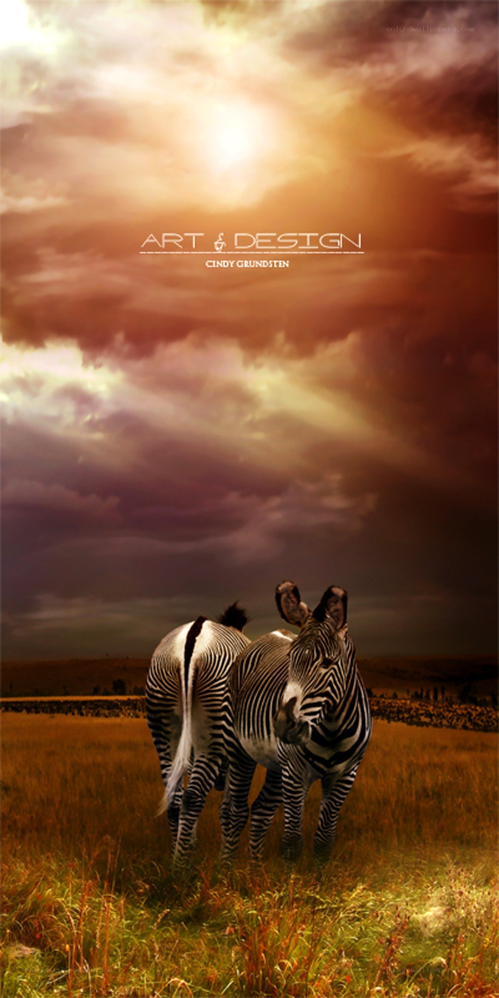 Zebras in sunset field