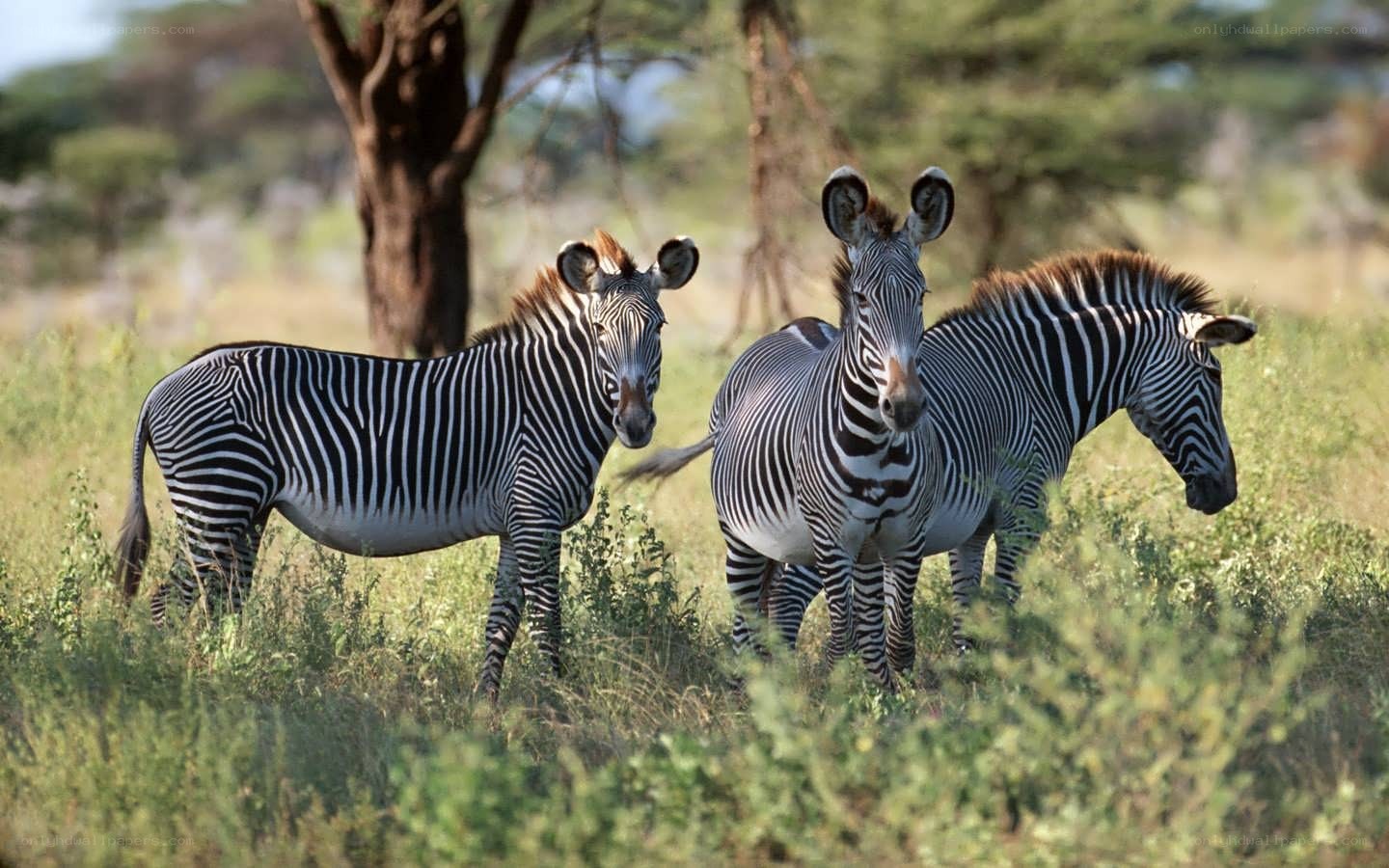 Zebras in the savanna