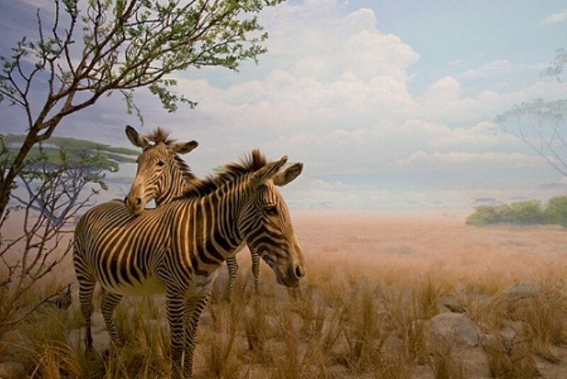 Zebras in the savanna