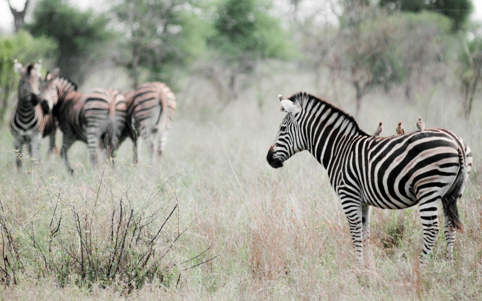Zebras in the savanna