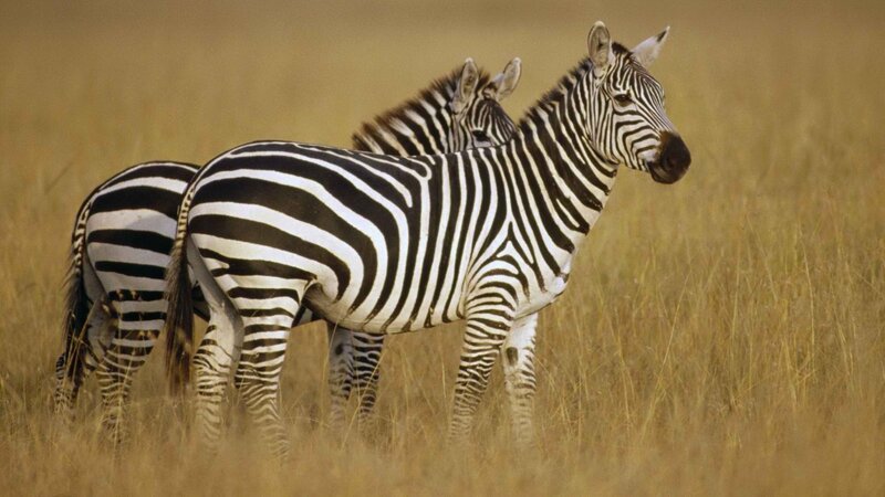 Zebras in the savanna