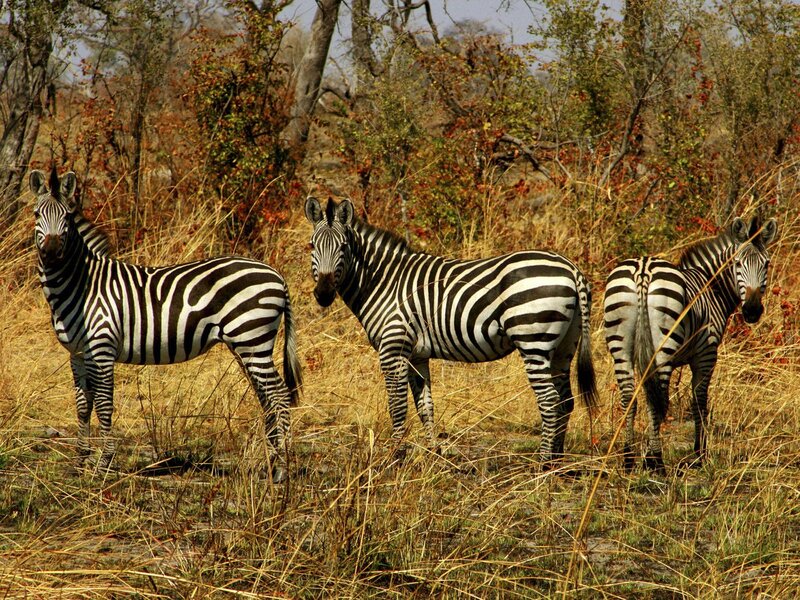 Zebras in the savanna