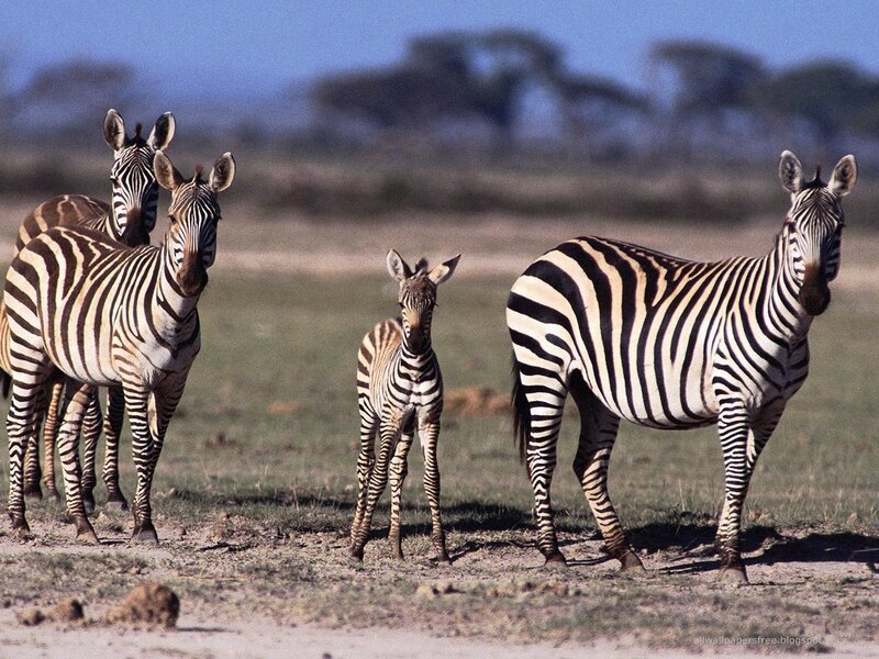 zebras in the savanna