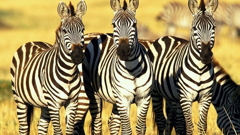 zebras in the savanna