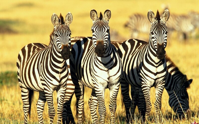 Zebras in the savanna