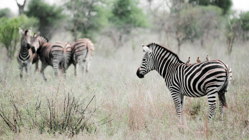 Zebras in the savanna