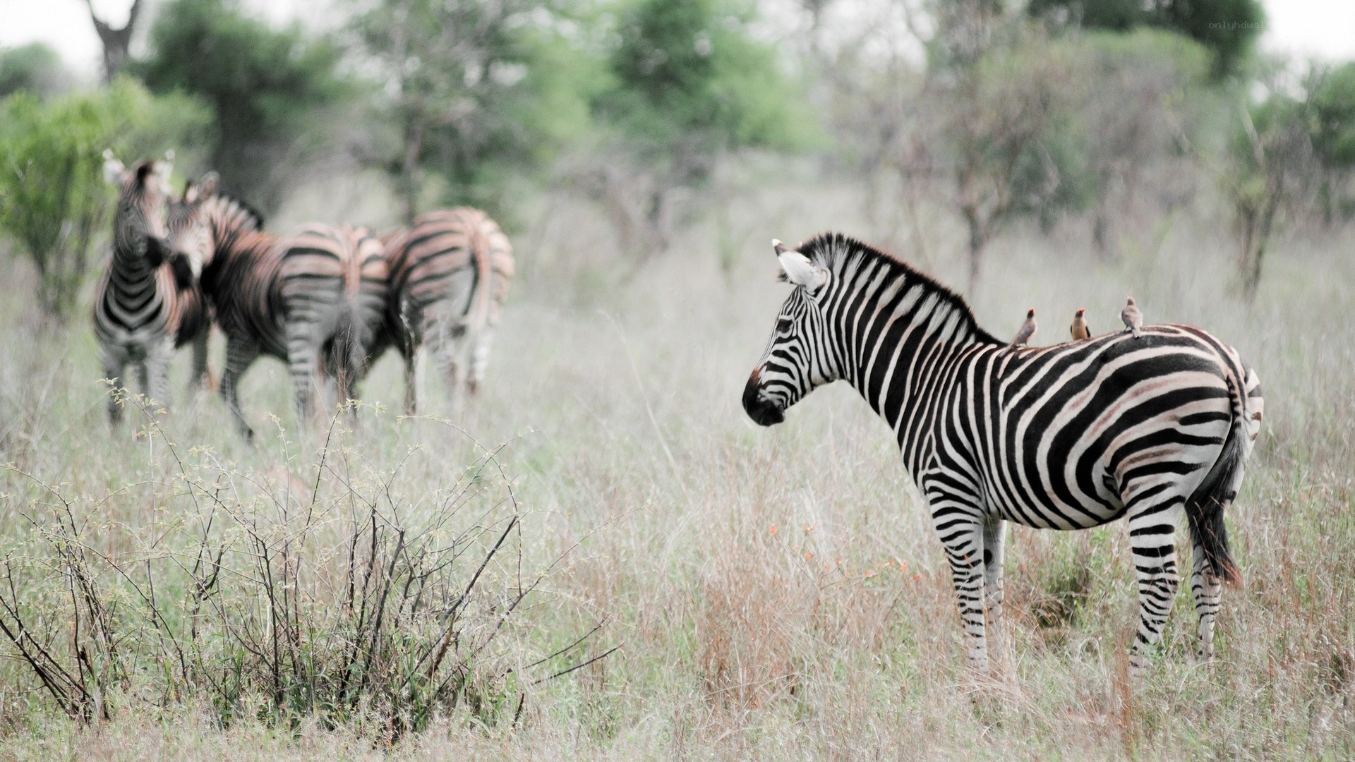 Zebras in the savanna