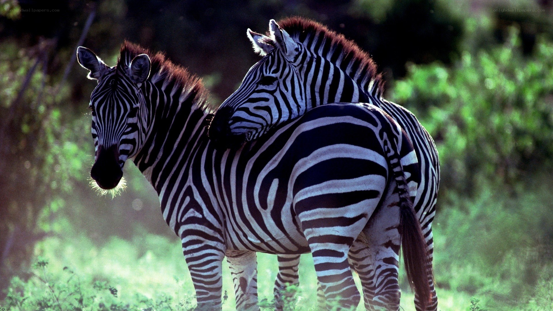 Zebras in the wild